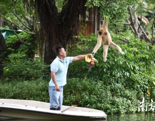 過節(jié)了！深圳野生動物園長臂猿喜獲“水果大餐”